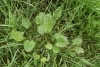 Common Sorrel (Rumex acetosa) 832