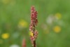 Common Sorrel (Rumex acetosa) 833