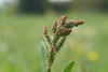 Common Sorrel (Rumex acetosa) 834