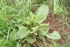 Common Sorrel (Rumex acetosa) 835