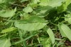 Common Sorrel (Rumex acetosa) 836