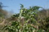 Cow Parsley (Anthriscus sylvestris) 854