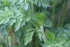 Cow Parsley (Anthriscus sylvestris) 856