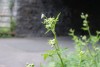 Cow Parsley (Anthriscus sylvestris) 857