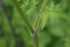 Cow Parsley (Anthriscus sylvestris) 858