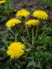 Dandelion (Taraxacum Officinale) 886