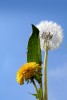 Dandelion (Taraxacum Officinale) 887