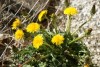 Dandelion (Taraxacum Officinale) 888