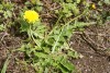 Dandelion (Taraxacum Officinale) 889