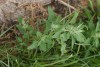 Fat Hen (Chenopodium album) 794