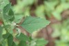 Chenopodium album