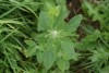 Fat Hen (Chenopodium album) 799