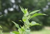 Fat Hen (Chenopodium album) 800