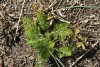 Fennel (Foeniculum vulgare) 893