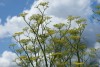 Fennel (Foeniculum vulgare) 895