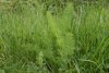 Fennel (Foeniculum vulgare) 897