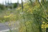 Fennel (Foeniculum vulgare) 898