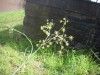 Fennel (Foeniculum vulgare) 899