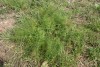 Fennel (Foeniculum vulgare) 900