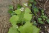 Garlic Mustard (Alliaria petiolata) 786