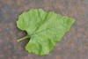 Garlic Mustard (Alliaria petiolata) 788