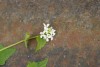 Garlic Mustard (Alliaria petiolata) 789