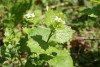 Garlic Mustard (Alliaria petiolata) 790