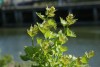 Garlic Mustard (Alliaria petiolata) 791