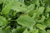 Plantago major