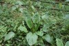 Greater Plantain (Plantago major) 838