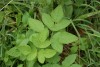 Ground Elder (Aegopodium podagraria) 901