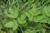 Ground Elder (Aegopodium podagraria) 902