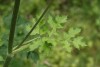 Hogweed (Heracleum sphondylium) 804