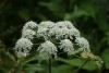 Hogweed (Heracleum sphondylium) 805