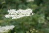 Hogweed (Heracleum sphondylium) 806