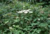 Hogweed (Heracleum sphondylium) 807