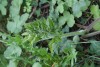 Hogweed (Heracleum sphondylium) 808