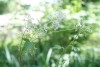 Meadowsweet (Filipendula ulmaria) 904