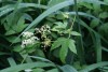 Meadowsweet (Filipendula ulmaria) 905