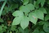 Meadowsweet (Filipendula ulmaria) 906