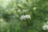 Filipendula ulmaria