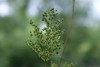 Meadowsweet (Filipendula ulmaria) 908