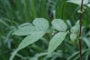 Meadowsweet (Filipendula ulmaria) 909