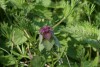 Red Dead-nettle (Lamium purpureum) 868