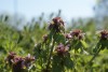 Red Dead-nettle