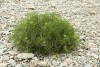 Rock Samphire (Crithmum maritimum) 910