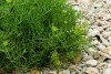 Rock Samphire (Crithmum maritimum) 911