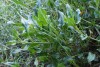 Sea Beet (Beta vulgaris) 822