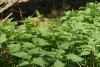 Stinging Nettle (Urtica dioica) 875