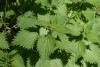 Stinging Nettle (Urtica dioica) 876